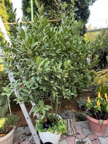 розмарин в горшке купить: Лавровое дерево (Laurus nobilis) в большом декоративном кашпо - — 1