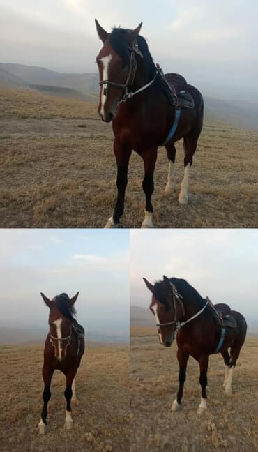 тигр живой: Продаю | Жеребец | Конный спорт — 1