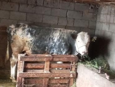 пони конь: Продаю | Бык (самец) | Бельгийская | На откорм | Привязанные — 2