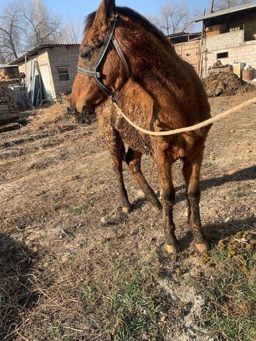 корм для домашних животных: Продаю | Жеребенок | Рабочий — 2