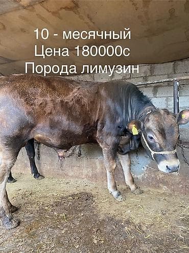 Продаю | Бык (самец) | На откорм | Привязанные at lalafo.kg Продаю | Бык (самец) | На откорм | Привязанные