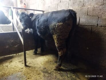 продаю дойная корова: Продаю | Корова (самка) — 1