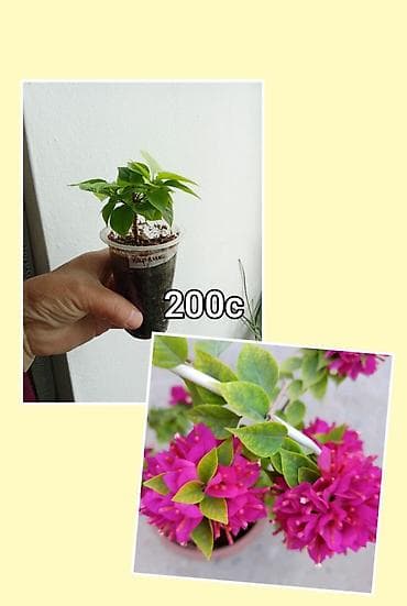 малочай миля: Комнатные и садовые растения в горшках. 1) Замиокулькас (долларовое — 4