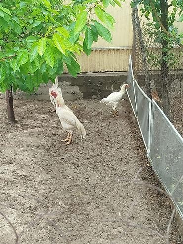 продажа кошек ош: Продаю | Куры — 5