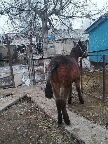 дончак тай: Мул (мул-подросток), темно-гнедой масти, густая зимняя шерсть. На фото — 3