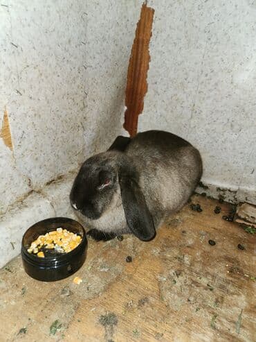 домашний кролик: Продаю | Крольчиха (самка), Крольчата — 1