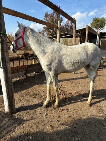 продажа пчёл: Сатам | Байтал | Ат спорту — 15