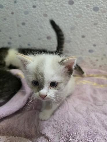 Осталось двое. Черно-белый и светленький! Отдам котят в добрые руки. 2