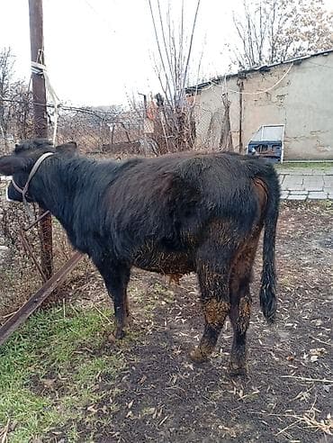 Аквариумдар: Сатам | Бука (эркек) | Бордоп семиртүү үчүн | Байланган — 1