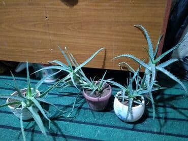 колоновидные саженцы: Сеянец авокадо в горшке - Молодое растение авокадо из косточки — 3