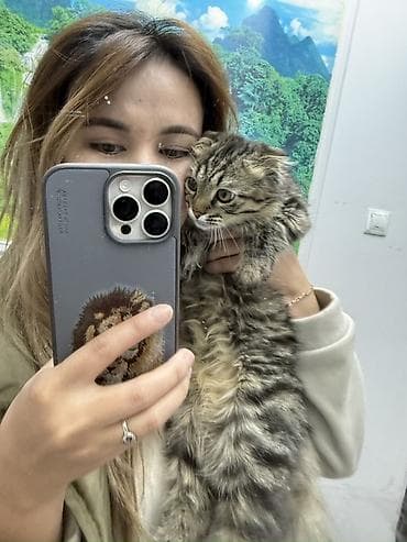 малёк рыбы: Скотиш Фолд (Шотландская вислоухая), 8 месяцев, Девочка — 4