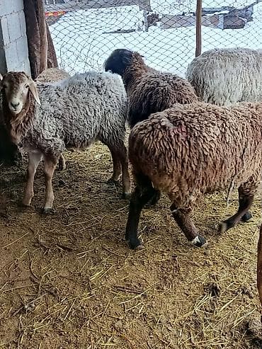 бараны куплю: Продаю | Овца (самка) | Гиссарская, Полукровка, Меринос | На забой, Для разведения, Для шерсти | Котные, Кастрированные, Матка — 4