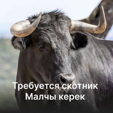 колор: Бука бакканга үйбүлөөлү малчы керек Требуется семейный скотник — 1
