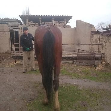 жеребчика: Продаю | Конь (самец), Жеребец | Арабская, Першерон, Дончак | Рабочий, Конный спорт | Племенные — 2