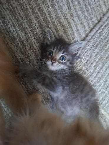 котята донского сфинкса купить: Кошка даром: Беспородная, 2 месяца, Мальчик, Приучена к лотку — 4