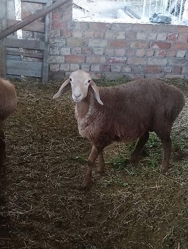 Продаю | Ягненок, Баран (самец) | Гиссарская | Для разведения at lalafo.kg Продаю | Ягненок, Баран (самец) | Гиссарская | Для разведения
