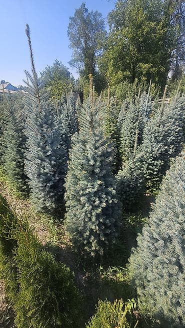 детская мебель 3 в 1: Ель колючая (Picea pungens) голубая, питомничные посадки. - Сорт/тип — 4
