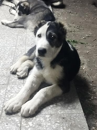 Алабай, 4 месяца, Самец, С родословной