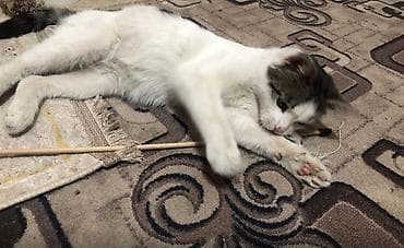 продать кошку: Кошка даром: Беспородная, 8 месяцев, Мальчик, Приучена к лотку, Проглистована — 7