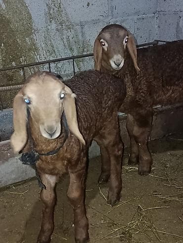 Продаю | Ягненок | Для разведения | Племенные