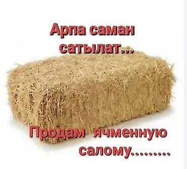 Продам ячменную солому. - Тип: солома из ячменя, тюкованная - at lalafo.kg Продам ячменную солому. - Тип: солома из ячменя, тюкованная -