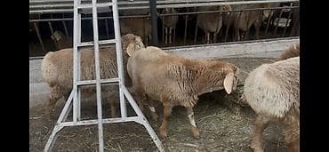 Продам с/х животных: Продаю | Ягненок, Баран (самец) | Арашан — 10