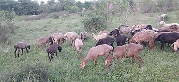 матка с ягненкам: Продаю | Овца (самка) | На забой | Матка — 3