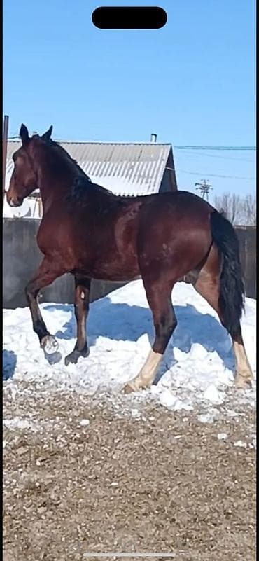 А/ч жаныбарларын сатам: Сатам | Байтал | Көбөйтүү үчүн | Асыл тукумдуу — 3