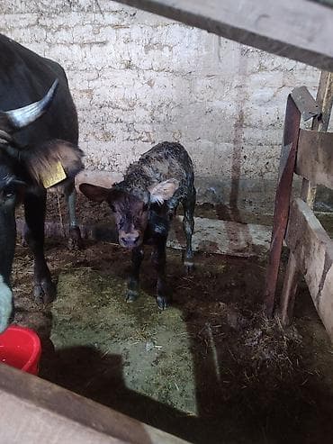 мышык берем: Сатам | Кунаажын | Аргын | Сүт алуу үчүн | Музоологондон кийин — 2