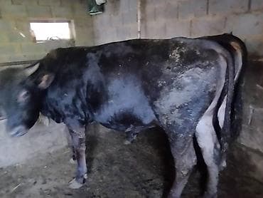 арабский конь: Продаю | Бык (самец) | На откорм | Привязанные — 3