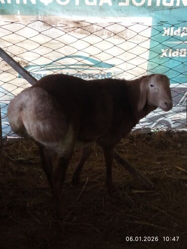 щенки шпиц: Продаю | Баран (самец) | Арашан | Для разведения | Осеменитель — 2