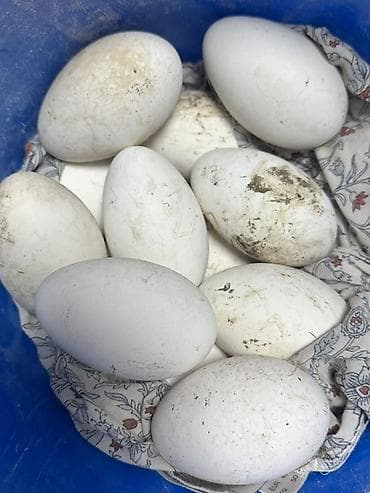 яйцо утиное: Утиные яйца, крупные, белые. - Размер: крупнее куриных, овальной — 2