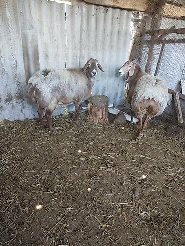 зоомагазин бишкек птицы: Продаю | Овца (самка) | Арашан | Для разведения | Матка — 4