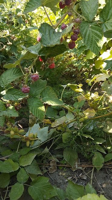 Рассады клубники сорт альбионмурано,клери,и черный долгоиграющий с — 2