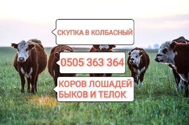 бирки для животных: Куплю | Коровы, быки, Лошади, кони, Другие с/х животные | Любое состояние, Забитый, Круглосуточно — 1