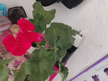цветущую герань: Комнатный цветок 🌺🌺🌺🌺🌺. быстро растущий цветок . 1 в наличии — 2