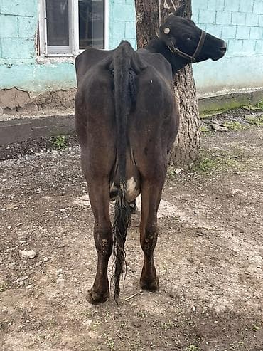 маточное молоко: Продаю | Корова (самка) | Абердин-ангус | Для молока | Привязанные — 5