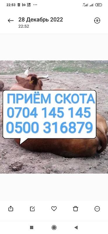 Жеке жак, Колбаса цехи : Уйлар, букалар, Жылкылар, аттар, Башка а/ч жаныбарлары, | Күнү-түнү, Бардык шартта, Союлган