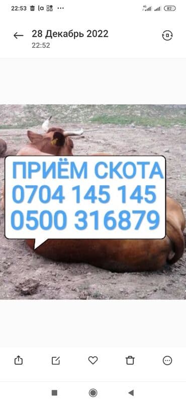 купить сомика в аквариум: Куплю | Коровы, быки, Лошади, кони, Другие с/х животные | Круглосуточно, Любое состояние, Забитый — 1