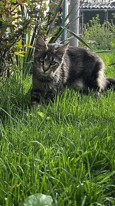 кошки в хорошие руки: Котёнок серо-дымчатого окраса с выразительным табби-рисунком. Длинная — 1