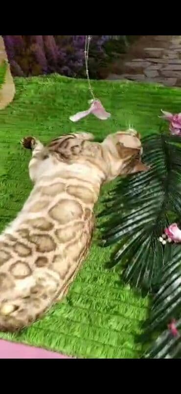 рэгдолл цена бишкек: Бенгал, 2 жаш, Эркек, Ак, Бычылган, Лотокко барууга үйрөтүлгөн, Курттардан тазаланган — 29