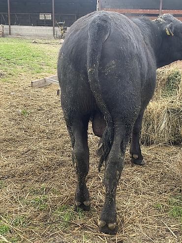 собака булдок: Продаю | Бык (самец), Музоо, торпок | Ангус | На откорм, Для разведения | Племенные — 4