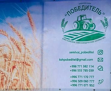 семена редьки маргеланская: Семена кормовых растений: Эспарцет, Самовывоз — 10