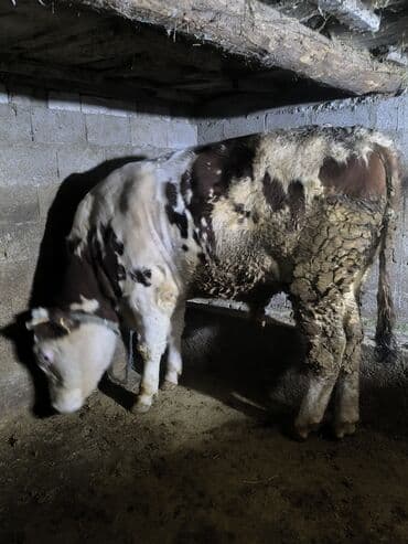 курцхаар купить: Продаю | Бык (самец) | Монбельярд | На откорм | Привязанные — 1