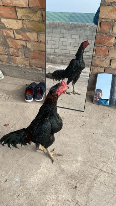 битал каза: Продаю | Петух | Бойцовая | Для разведения — 1