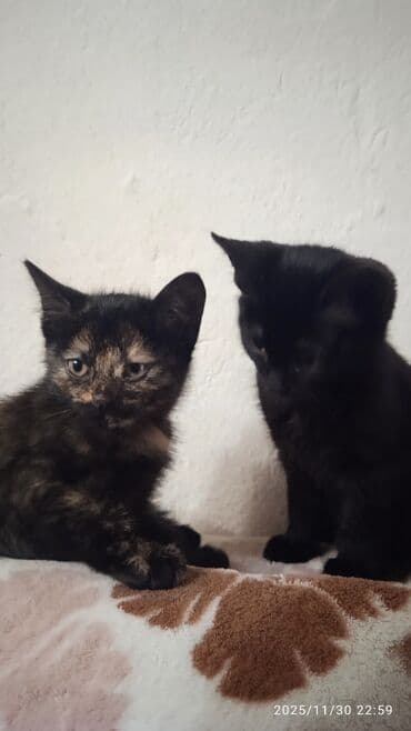 объявления о собаках sobaka: Котята в добрые и ответственые руки. Кушают все и китекет тоже. Кашку — 10