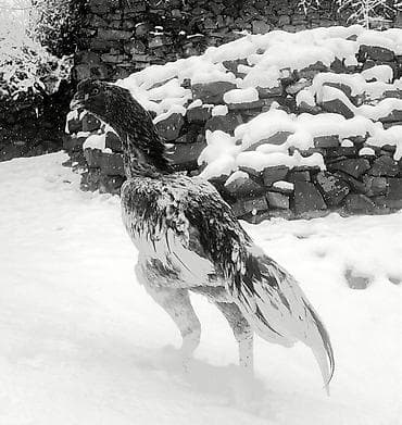 Иттер: Сатам | Короздор | Тебиштирүүчү | Көбөйтүү үчүн — 1