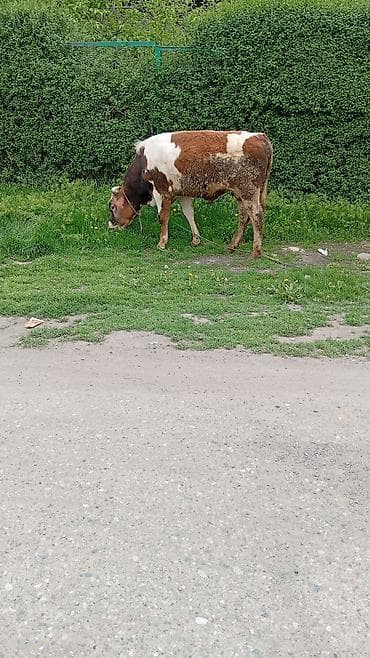 карова швицкая: Продаю | Бык (самец) | Полукровка | На откорм | Привязанные — 1