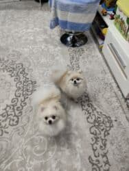 купить собаку шпица недорого: Шпиц, 1 год, Самец, С прививкой, С родословной — 19