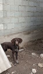 купить охотничью собаку дратхаар: Немецкий курцхаар (короткошерстная легавая), кобель. Окрас: однотонный — 2